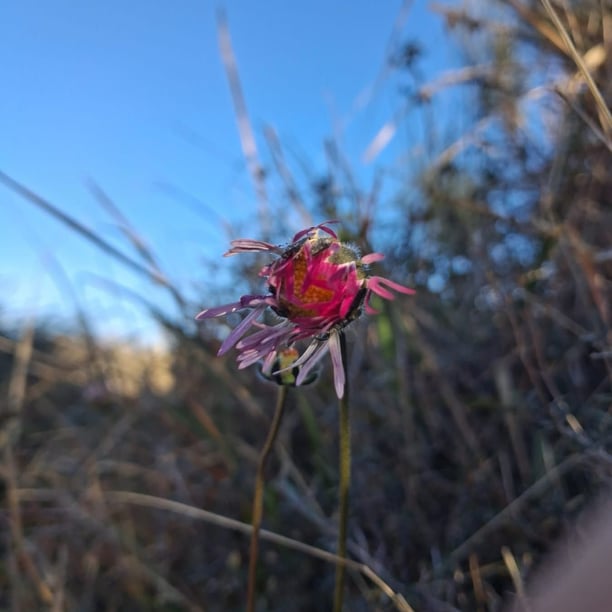Aux origines de la vie ?