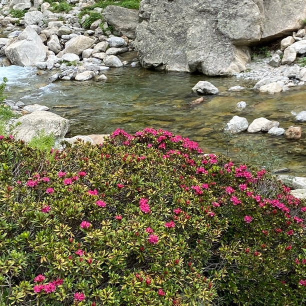 Randonnée des Rhododendrons