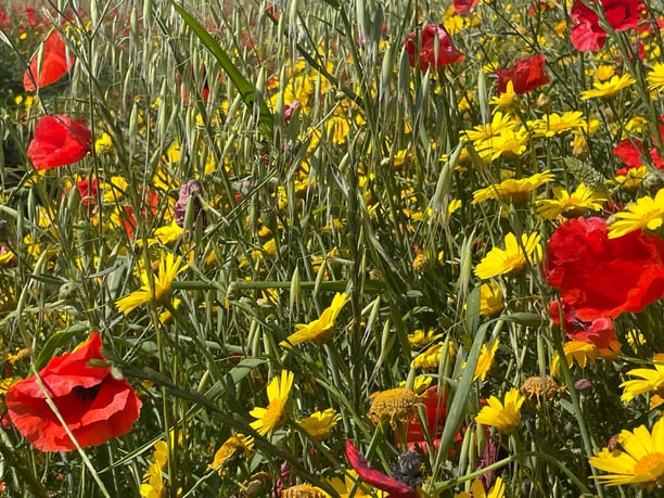 Création d’un bouquet champêtre 