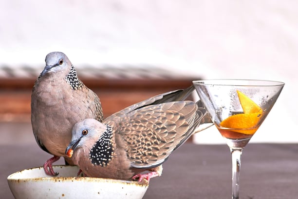 🍸 Apéro en ligne avec la communauté Colette – 18h