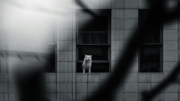 Topo Quiz Para-dingue, Paranoïa :