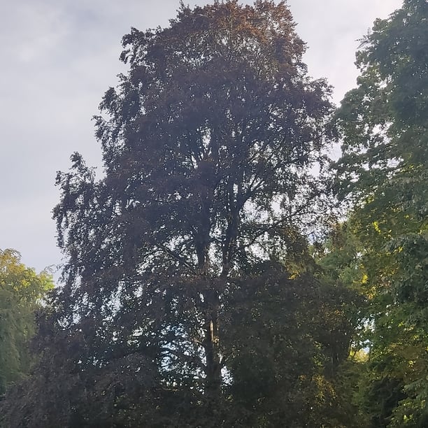 Marche nordique au lac Daumesnil