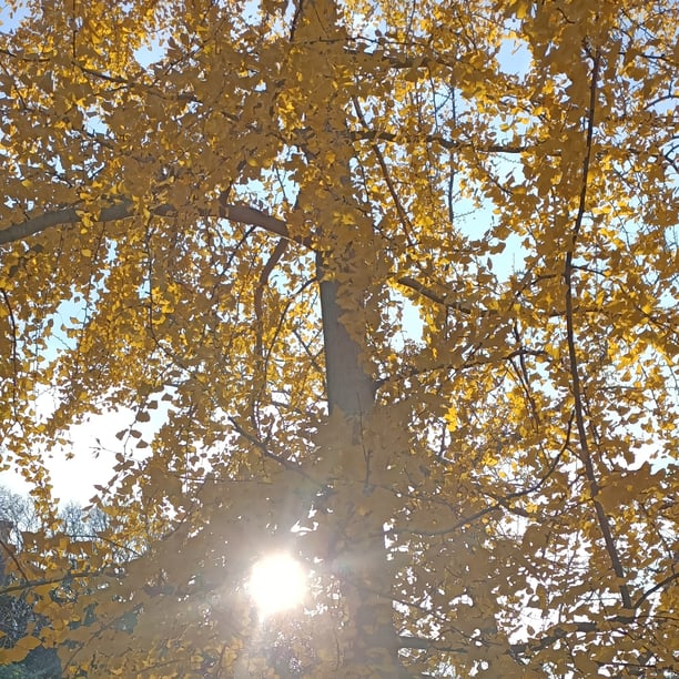 Initiation au Qi Gong Santé Parc Castel des deux Rois