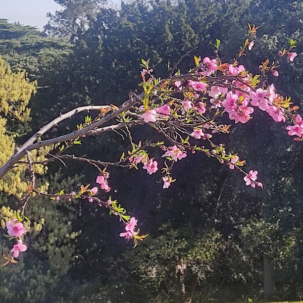 Marche nordique Jardin des plantes