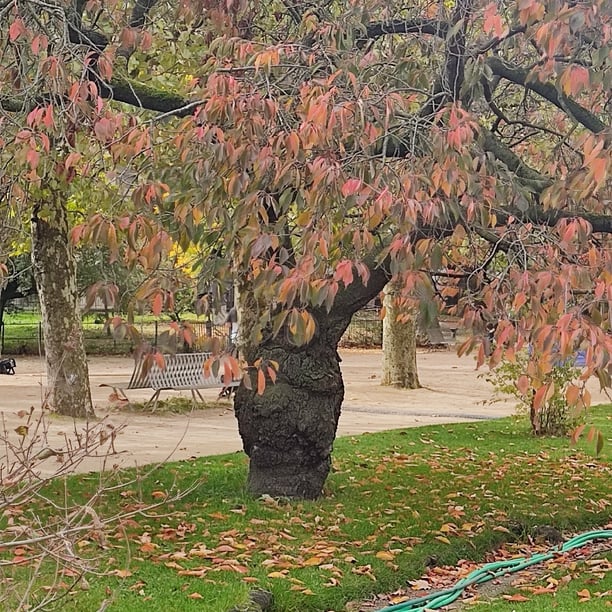 Marche nordique Jardin des plantes