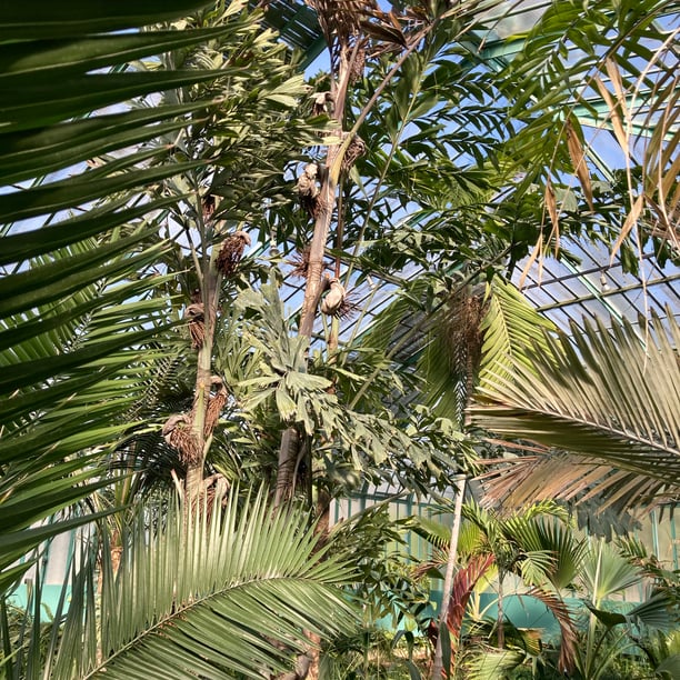 Visite des Serres d’Auteuil