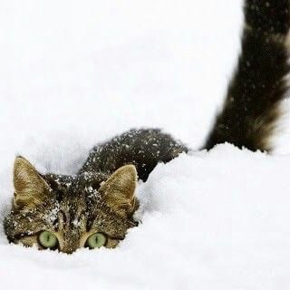 Le RDV du Chat 🐈 Blanc avec Élia 💜